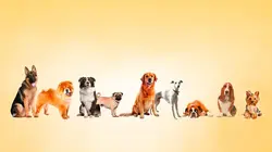 Paul O'Grady, pour l'amour des chiens