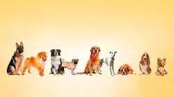 Paul O'Grady, pour l'amour des chiens