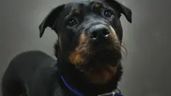 Paul O'Grady, pour l'amour des chiens