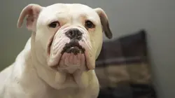 Paul O'Grady, pour l'amour des chiens