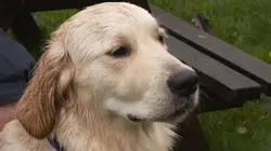 Paul O'Grady, pour l'amour des chiens