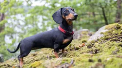 Paul O'Grady, pour l'amour des chiens
