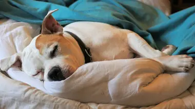 Paul O'Grady, pour l'amour des chiens