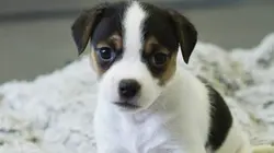 Paul O'Grady, pour l'amour des chiens