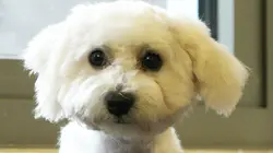 Paul O'Grady, pour l'amour des chiens