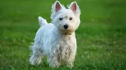 Paul O'Grady, pour l'amour des chiens