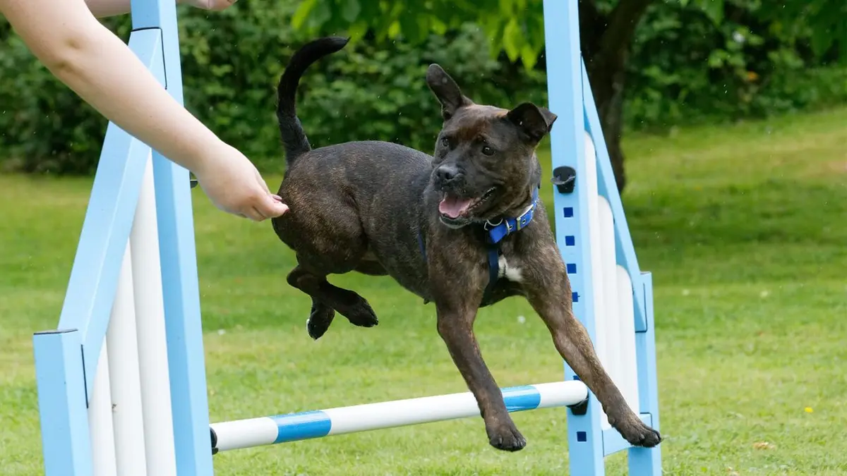 Paul O'Grady, pour l'amour des chiens