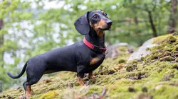 Sur Animaux à 20h35 : Paul O'Grady, pour l'amour des chiens