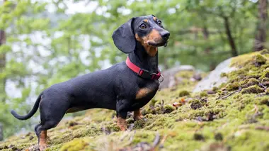 Paul O'Grady, pour l'amour des chiens