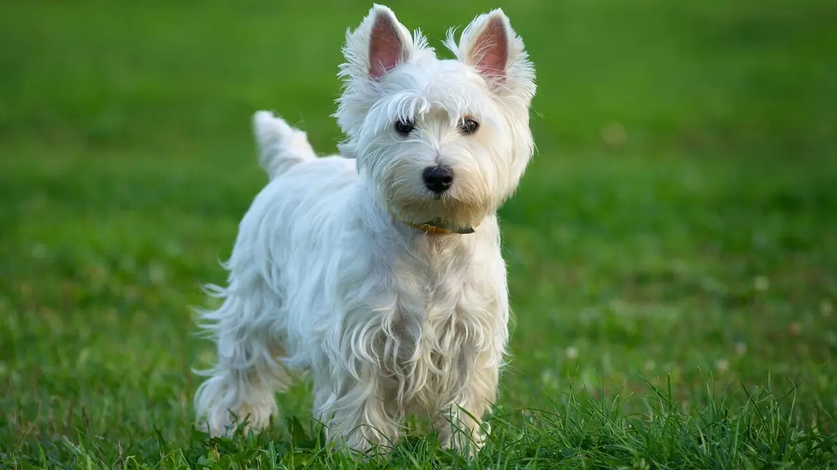 Paul O'Grady, pour l'amour des chiens