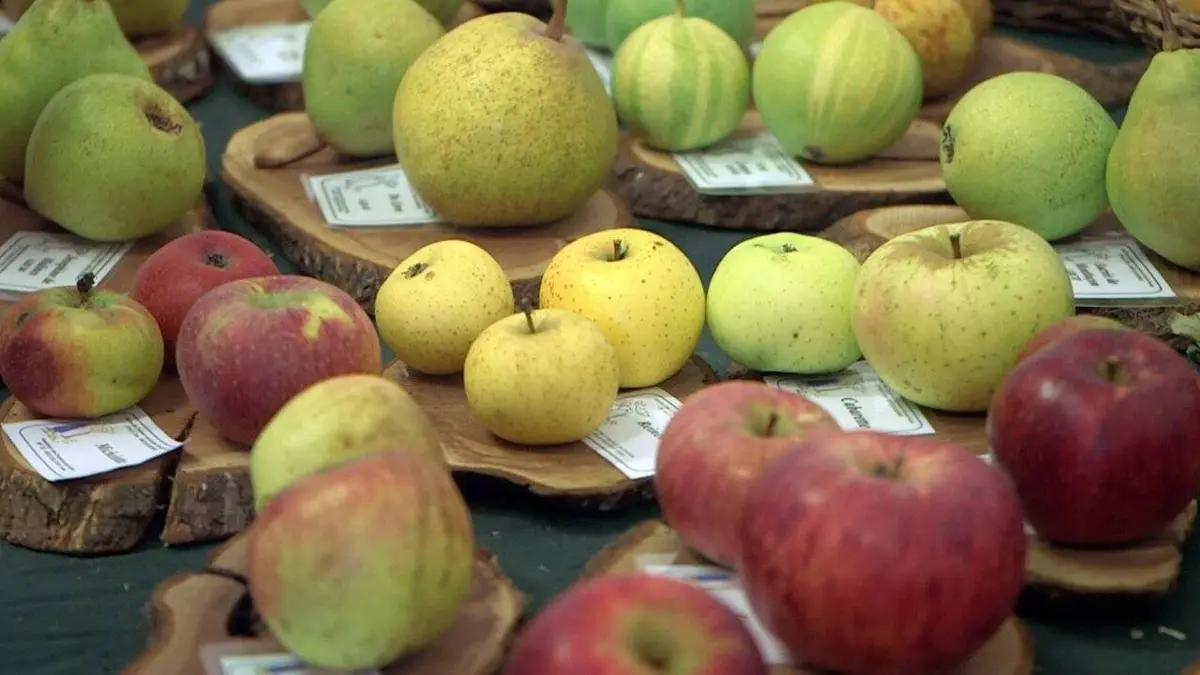 Audiences TV : Pauvres pommes !