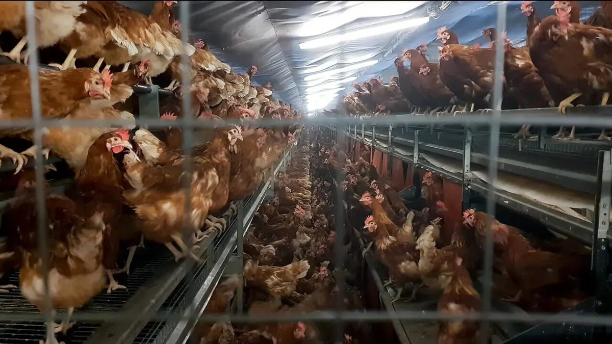 Audiences TV : Pauvres poulets