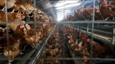 Pauvres poulets