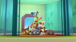 Paw Patrol, la Pat'Patrouille S04E06 Le gâteau de Jake en streaming