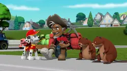 Paw Patrol, la Pat'Patrouille S09E01 Un ours dans la ville / Les championnes du pop pop boogie en streaming