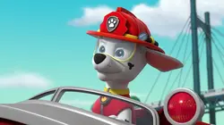 Paw Patrol, la Pat'Patrouille S09E16 L'équipe au grand complet en streaming