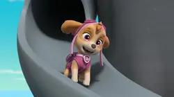 Paw Patrol, la Pat'Patrouille S10E02 Galinetta pilote un avion / Le petit paresseux