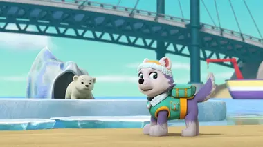 L'oursonne polaire / La soirée cinéma