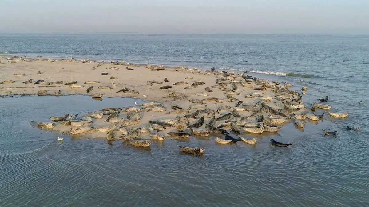 Visuel de Pays-Bas, voyage au coeur d'une nature sauvage