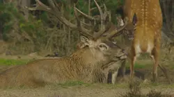 Pays-Bas, voyage au coeur d'une nature sauvage