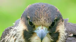 Pays de Galles : Au fil de l'eau