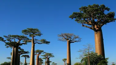 Madagascar