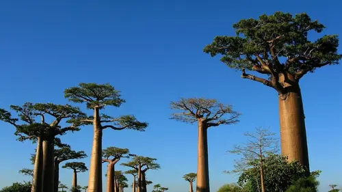 Casting Pays et marchés du monde S02E08 Madagascar