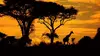 Kenya : Amboseli
