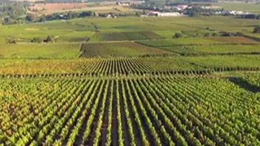 Bourgogne, Côte d'or