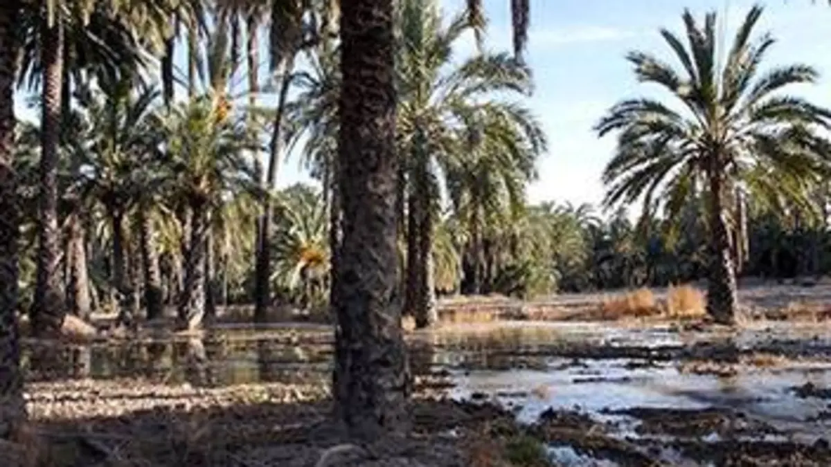 Paysages d'ici et d'ailleurs Palmeraie d'Elche, Espagne