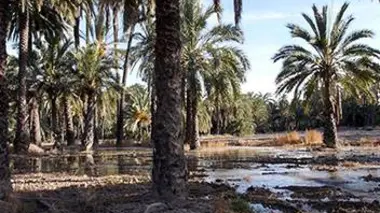 Palmeraie d'Elche, Espagne