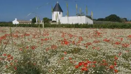 Paysages d'ici et d'ailleurs S01E03 Ile de Ré