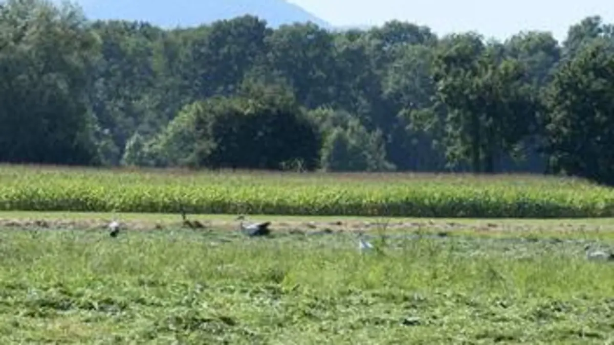 Paysages d'ici et d'ailleurs S01E19 L'Alsace