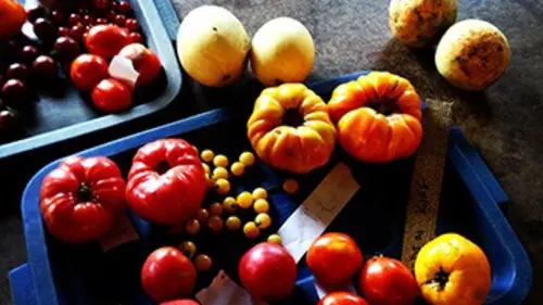 Paysans du monde : la révolution agriculturelle E06 Canada (2/2) : maraîchage diversifié