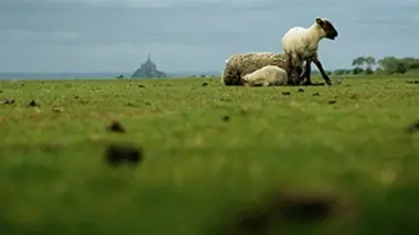 Mont Saint-Michel : agneaux pré-salé