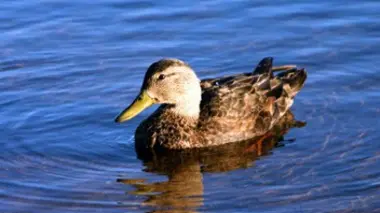 Pays basque: le canard basque