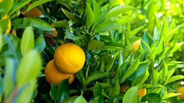 Sicile : les agrumes