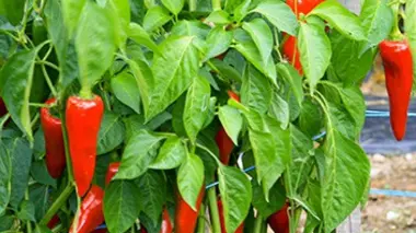 Pays basque : le piment d'Espelette