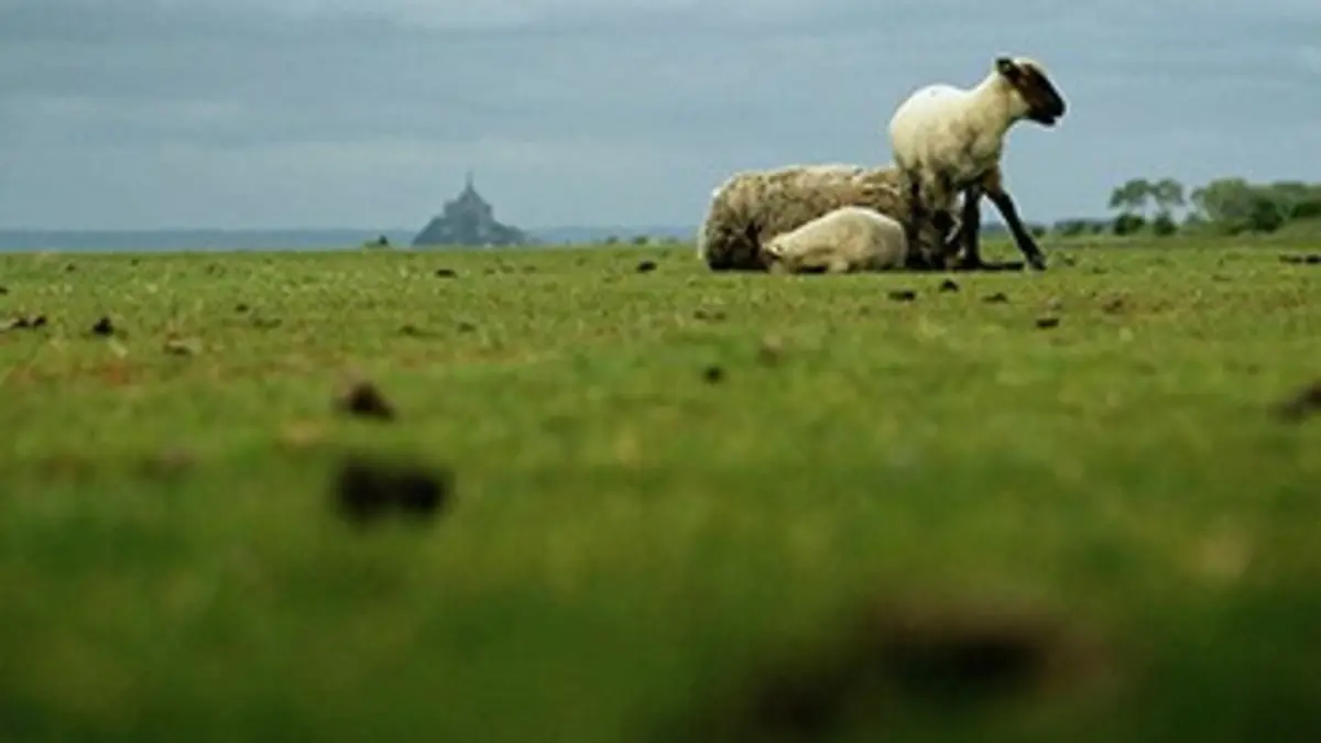 Paysans du monde : la révolution agriculturelle Mont Saint-Michel : agneaux pré-salé