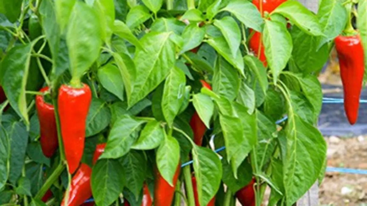 Paysans du monde : la révolution agriculturelle Pays basque : le piment d'Espelette