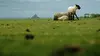 Paysans du monde Mont Saint-Michel : agneaux pré-salé (2014)