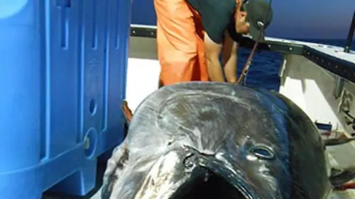 Épisodes de Pêche à haut risque : bataille dans l'Atlantique