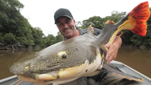 Pêche XXL Jungle sous haute tension