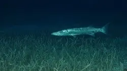 Pêche XXL Tueur de piranhas