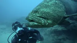 Casting Pêche XXL Disparitions... fatales