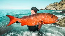 Pêche XXL Barracuda en furie