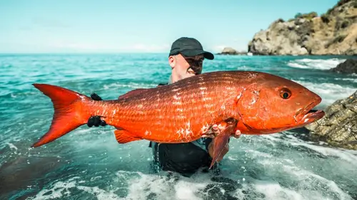 Pêche XXL Barracuda en furie