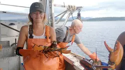 Pêcher le homard ou protéger les baleines ?