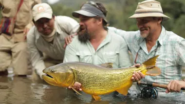 Jaguar des rivières