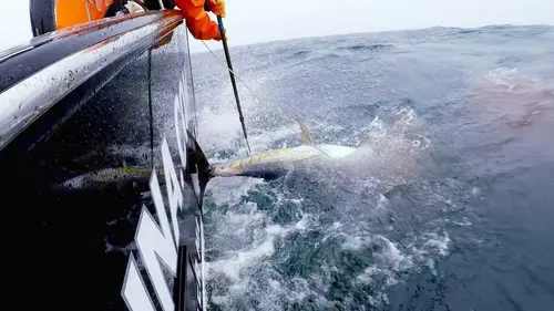 Pêcheur de légende Le thon rouge